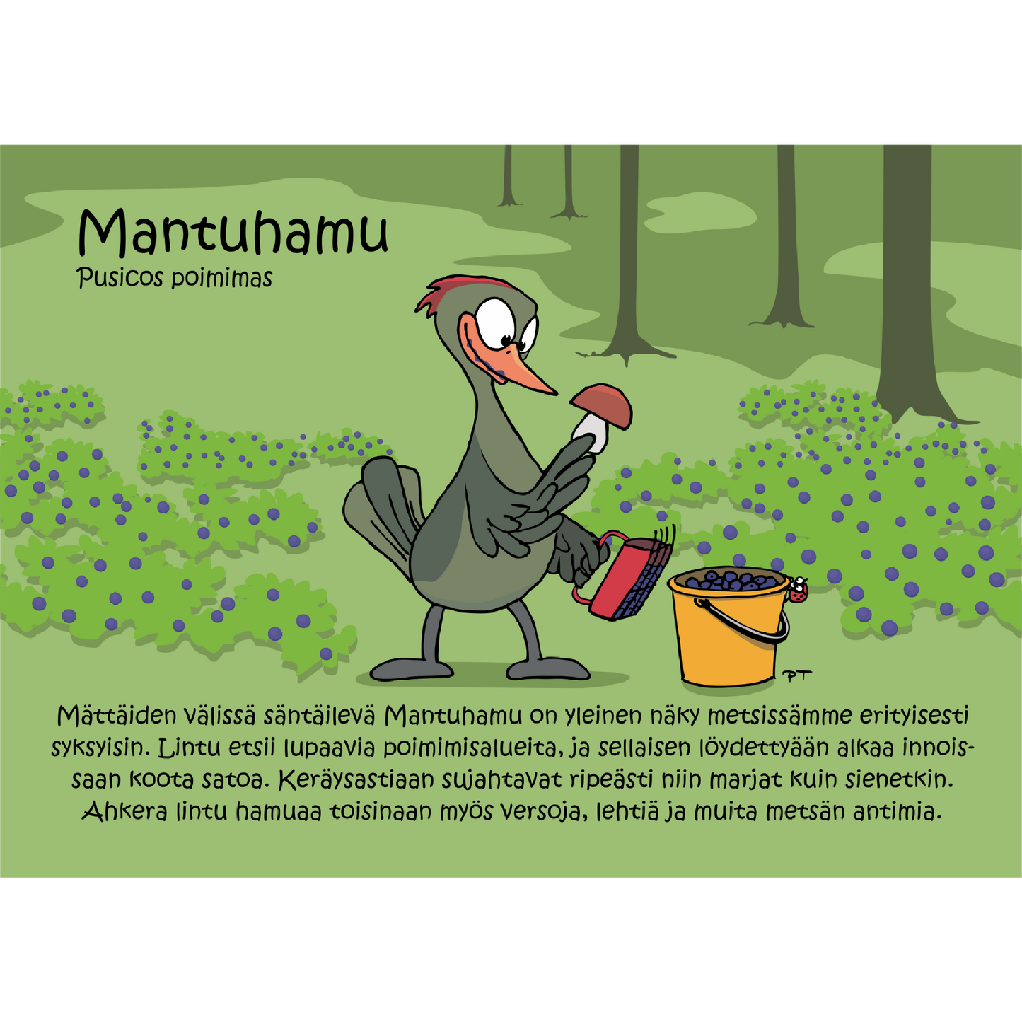 Mantuhamu (Pusicos poimimas) -postikortti