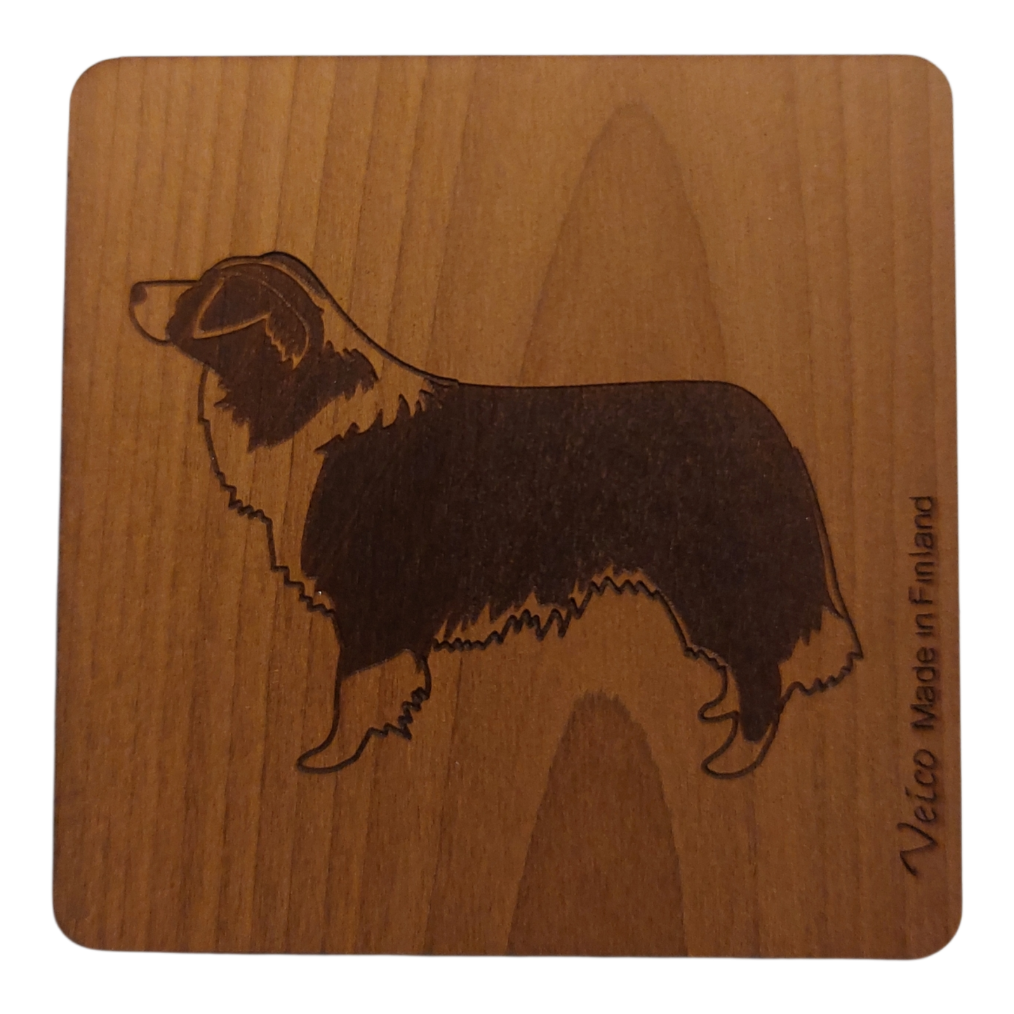 Bordercollie -alunen