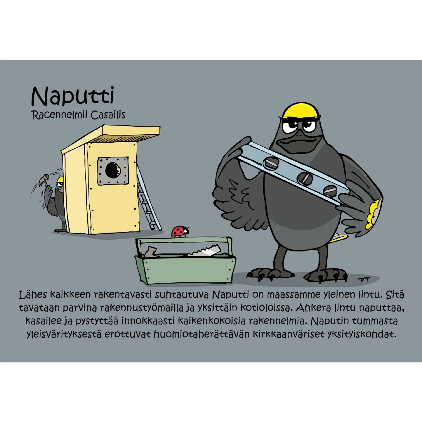 Naputti (Racennelmii Casailis) -postikortti