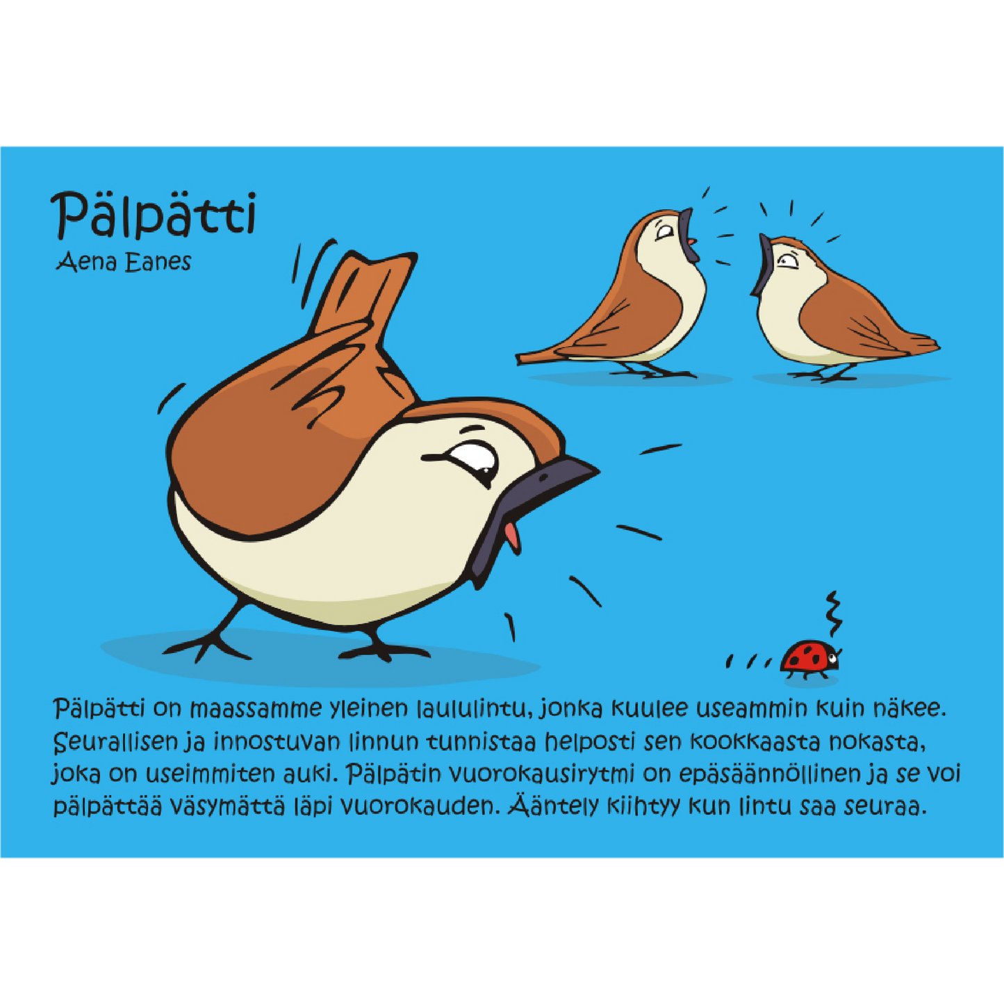 Pälpätti (Aena aenes) -postikortti
