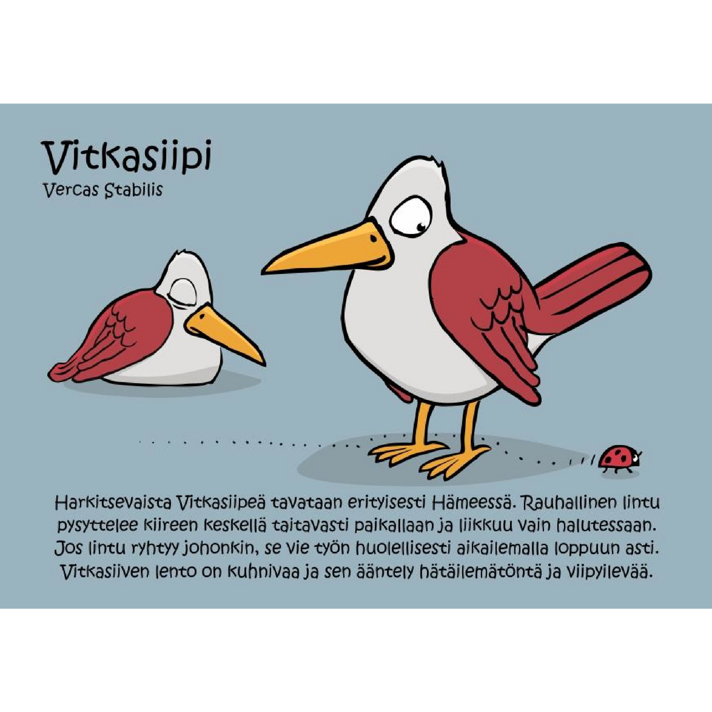 Vitkasiipi (Vercas Stabilis) -postikortti