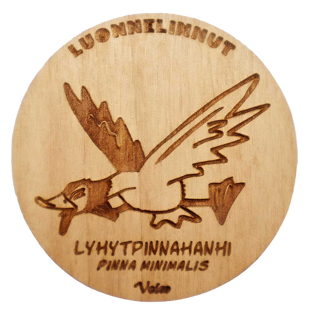 Lyhytpinnahanhi (Pinna minimalis) -magneetti