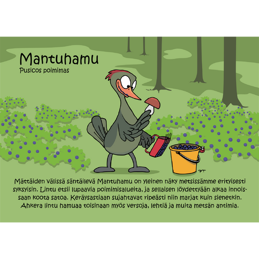 Mantuhamu (Pusicos poimimas) -postikortti