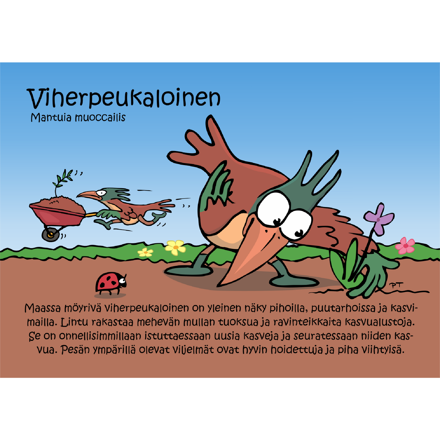 Viherpeukaloinen (Mantuia muoccailis) -postikortti