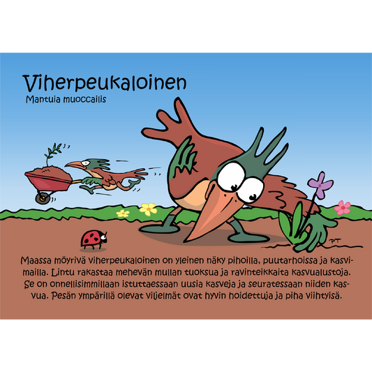 Viherpeukaloinen (Mantuia muoccailis) -postikortti