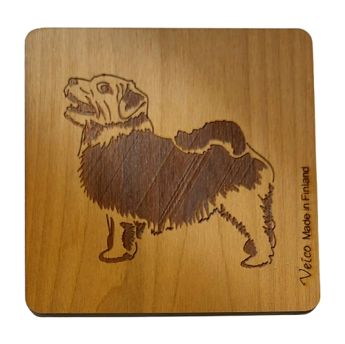 Norfolkinterrieri -alunen