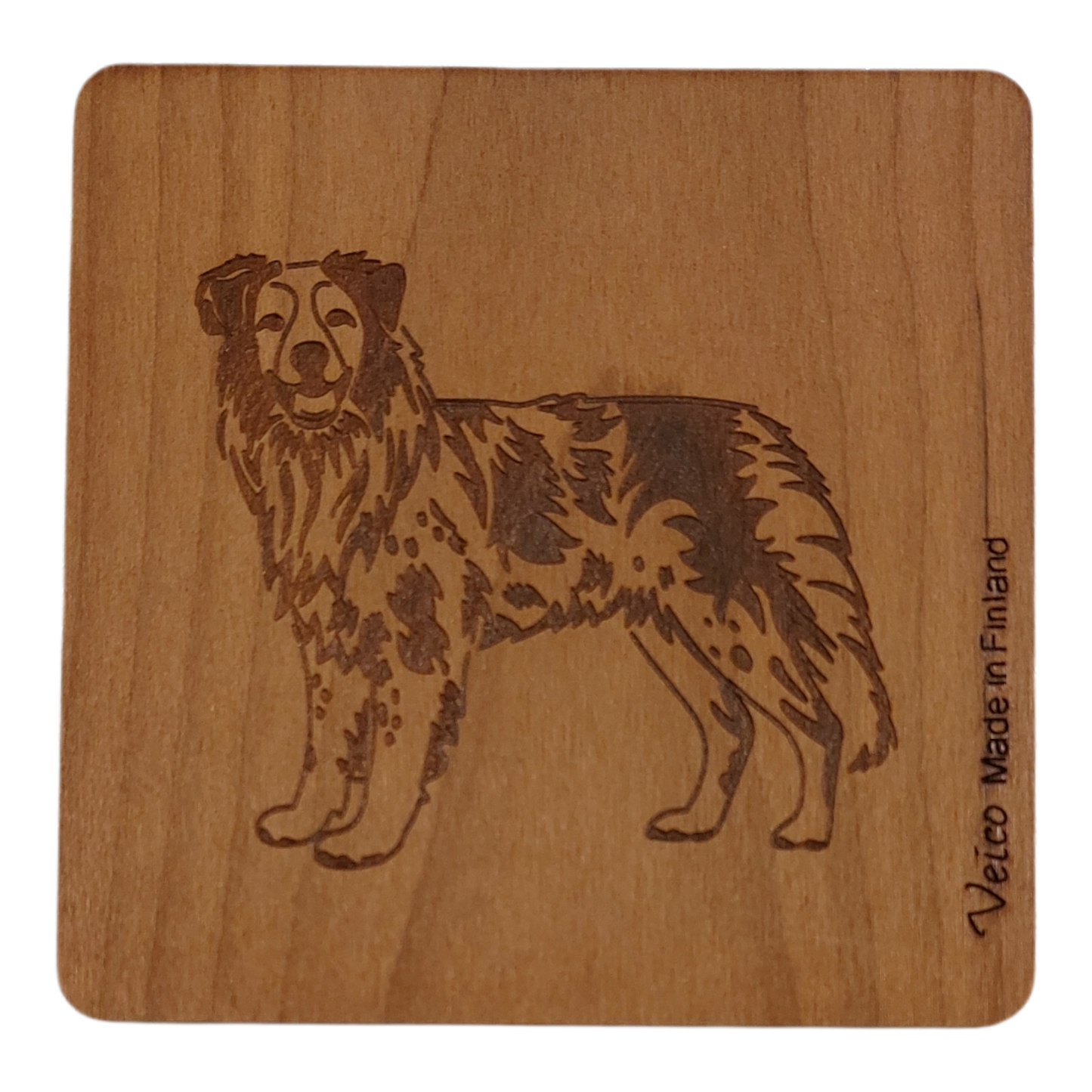 Australianpaimenkoira -alunen