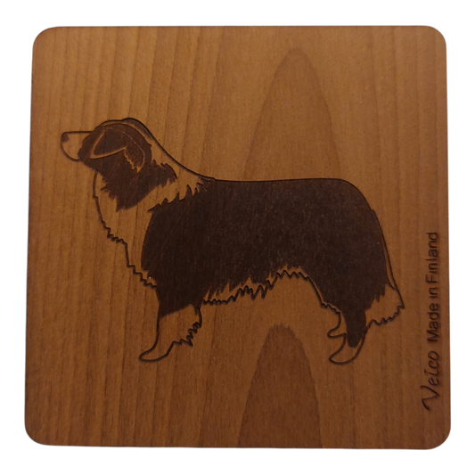 Bordercollie -alunen