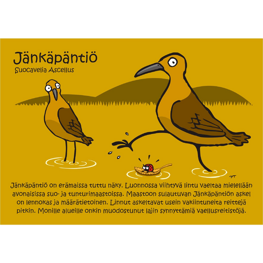 Jänkäpäntiö (Suocavelia Ascellus) -postikortti