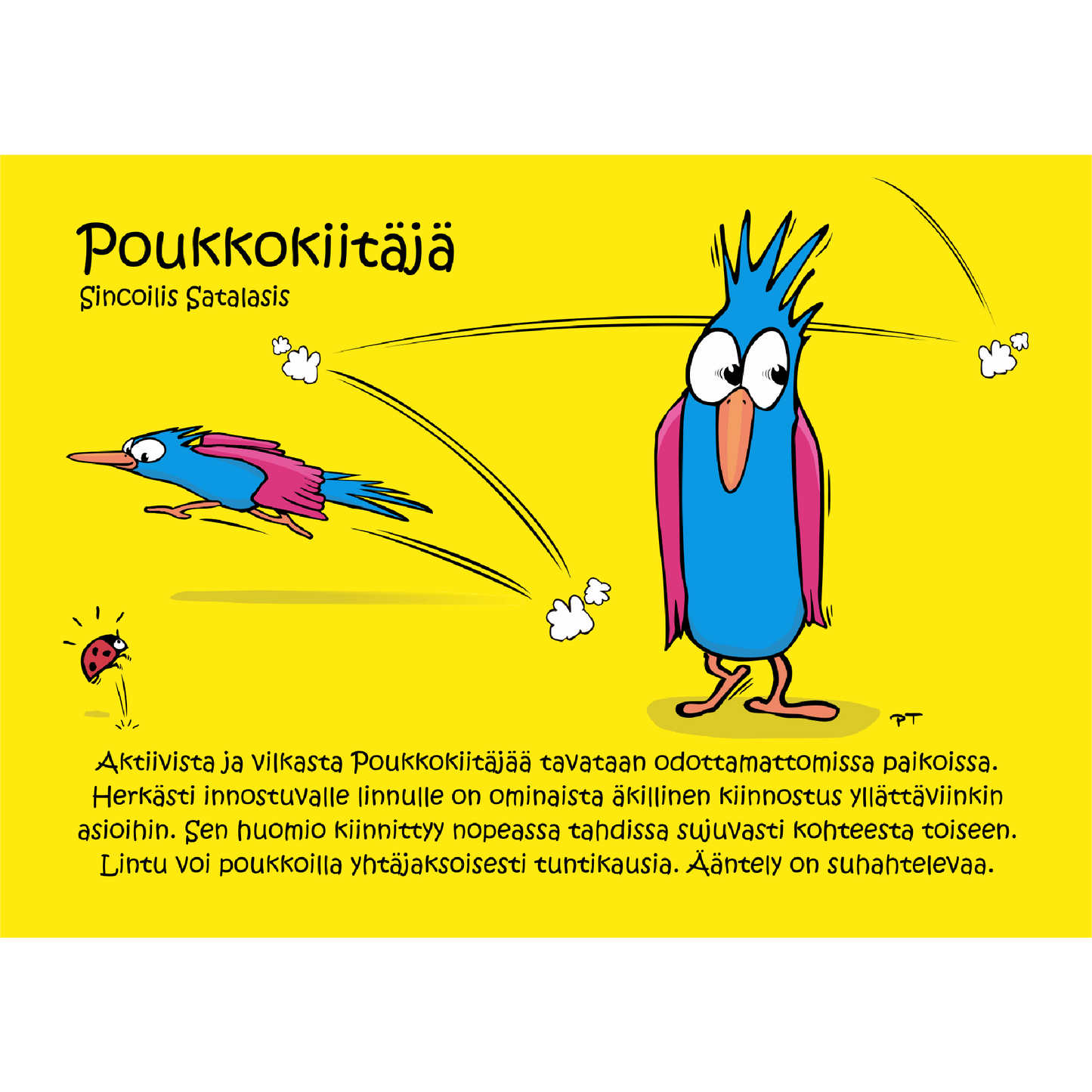 Poukkokiitäjä (Sincoilis Satalasis) -postikortti
