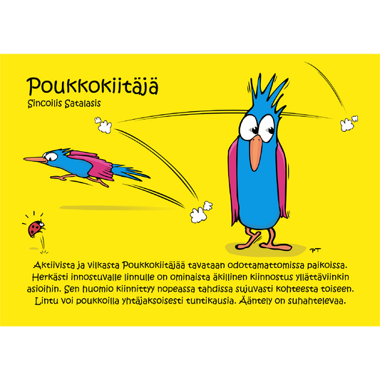 Poukkokiitäjä (Sincoilis Satalasis) -postikortti