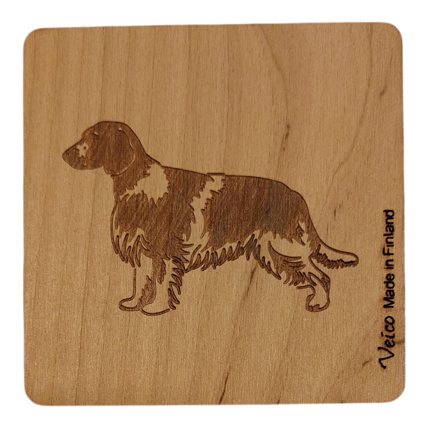 Walesinspringerspanieli -alunen