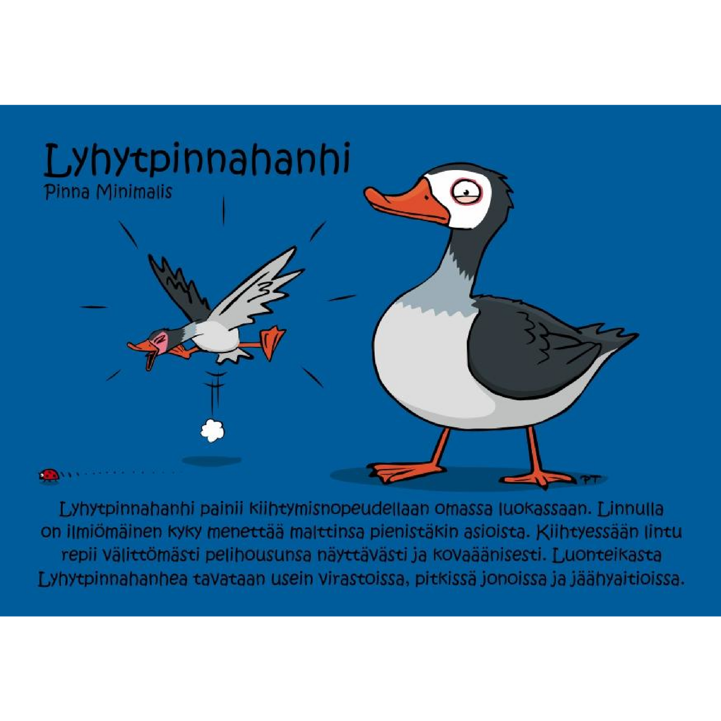 Lyhytpinnahanhi (Pinna Minimalis) -postikortti
