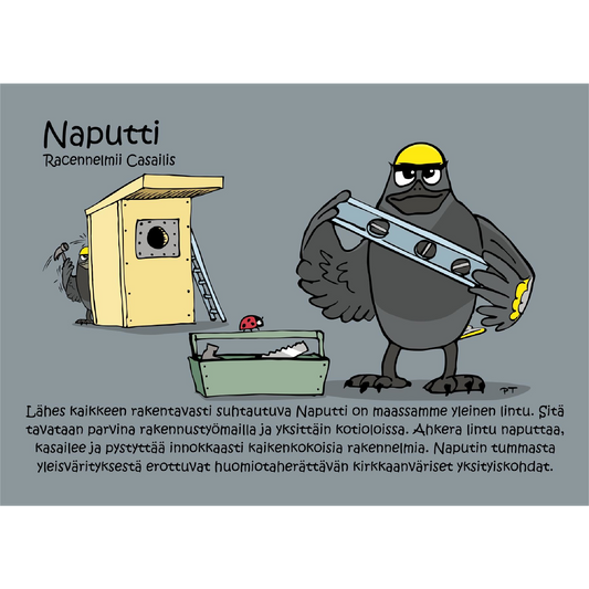 Naputti (Racennelmii Casailis) -postikortti