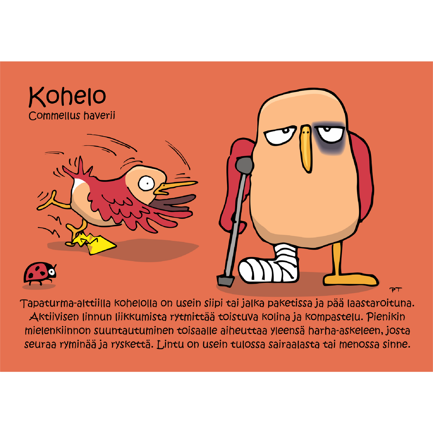 Kohelo (Commellus Haverii) -postikortti