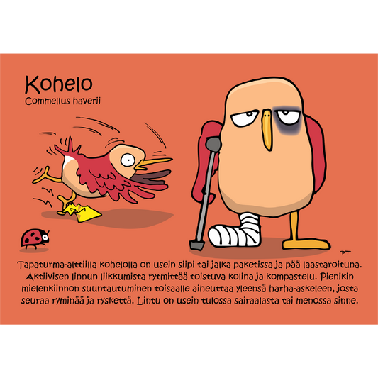 Kohelo (Commellus Haverii) -postikortti