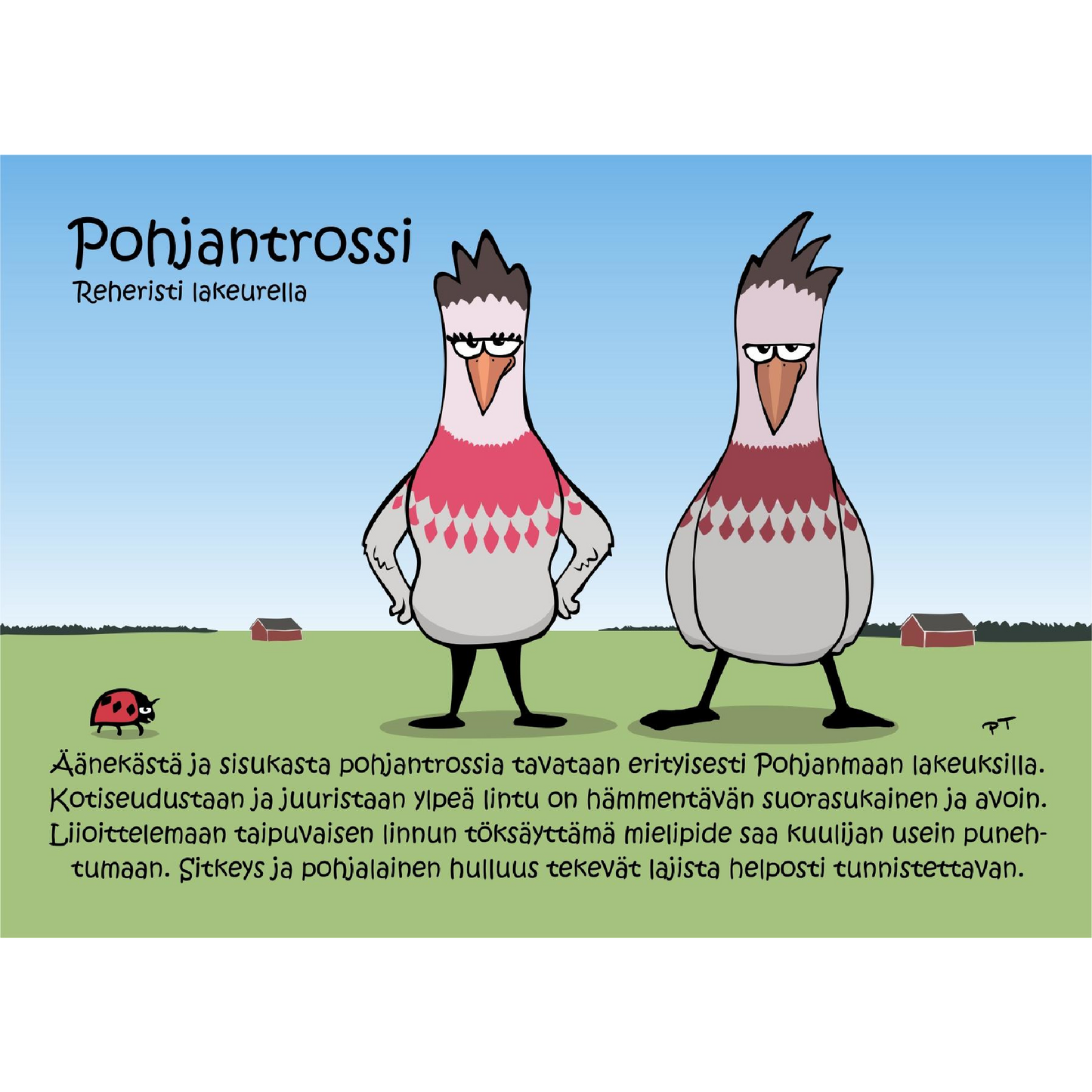 Pohjantrossi (Reheristi lakeurella) -postikortti