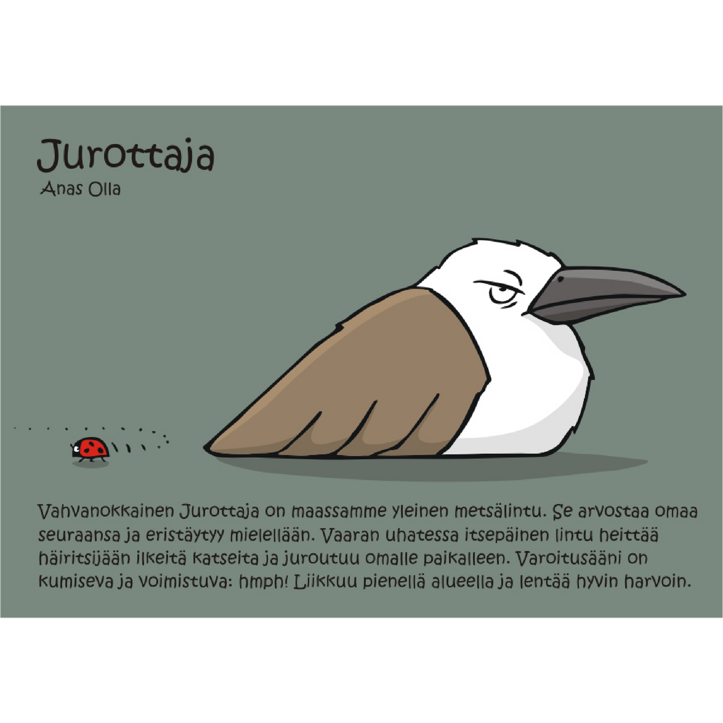 Jurottaja (Anas olla) -postikortti
