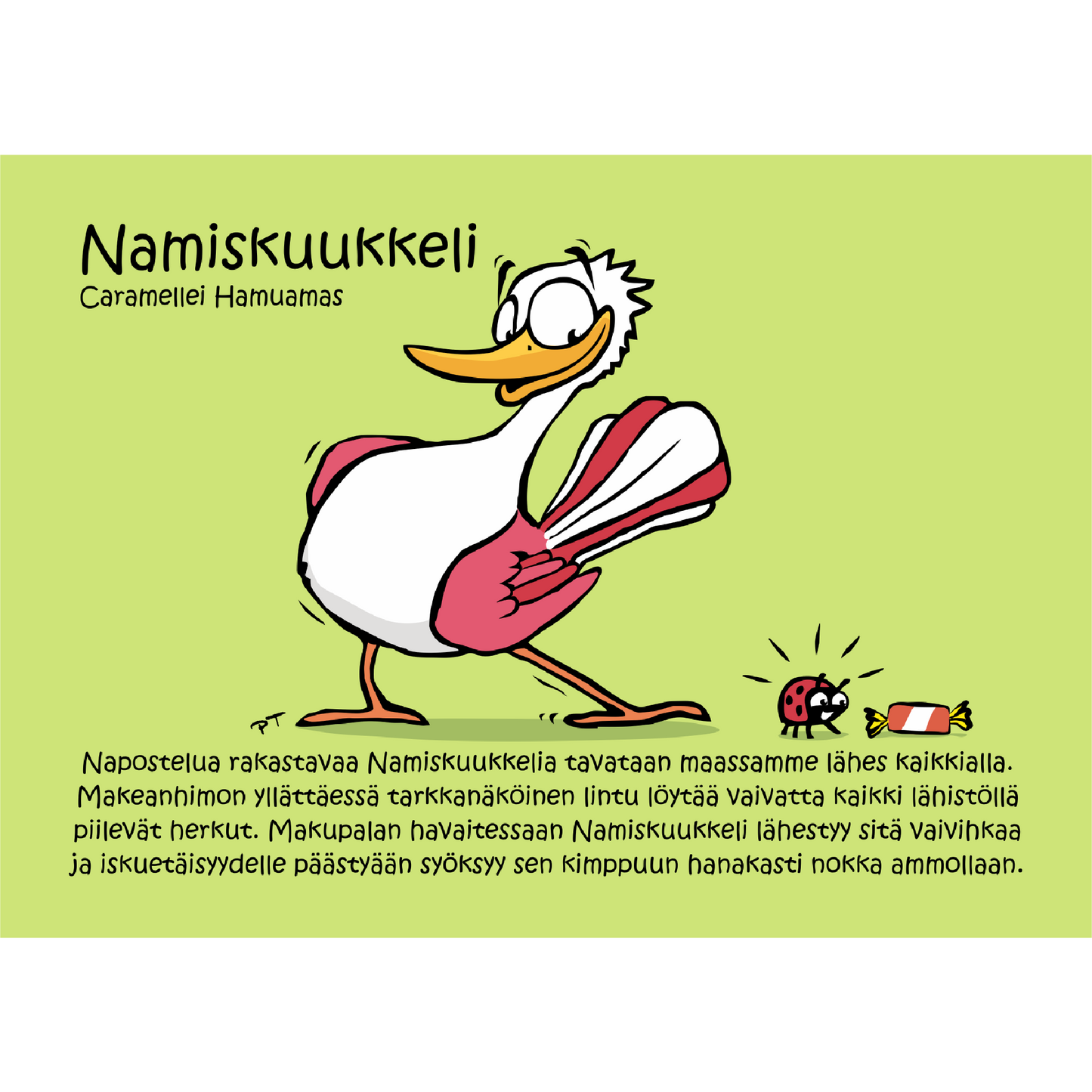 Namiskuukkeli (Caramellei Hamuamas) -postikortti